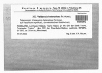 Valdensinia heterodoxa image